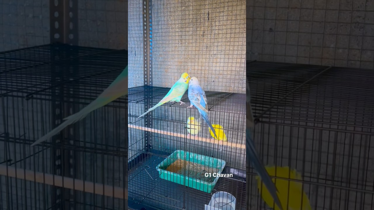 Love Birds 😍💞 || Budgies Birds 