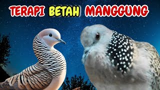 Download Lagu Perkutut Lokal Gacor Suara Besar vs Tekukur Gayer Suara Nyaring MP3