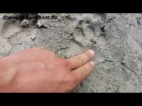 Video: Hayvan Ayak Izi Nasıl çizilir?