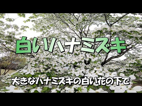 大きなハナミズキの白い花の下で 19 04 27 Youtube