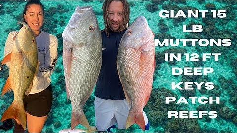 HUGE Mutton Snappers In Shallow Water Tutorial ! CCC Key Largo patch reefs.