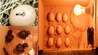 How to Make an Egg Incubator at Home | Incubator banane ka tarika | Hatching result | AC Incubator