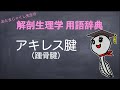 アキレス腱【解剖生理学用語辞典】