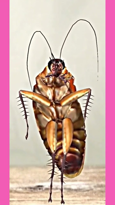 cockroach flowerdance #flower #blackpink #blink #jisoosong #cockroach #dance #shorts @chrasher20