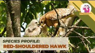 Species Profile: Red-shouldered Hawk
