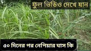নেপিয়ারা চাষ ৫৫ দিনের মাথায় যা হলো দেখে যান #vcvnbcc#nncvnv#vnnvbn