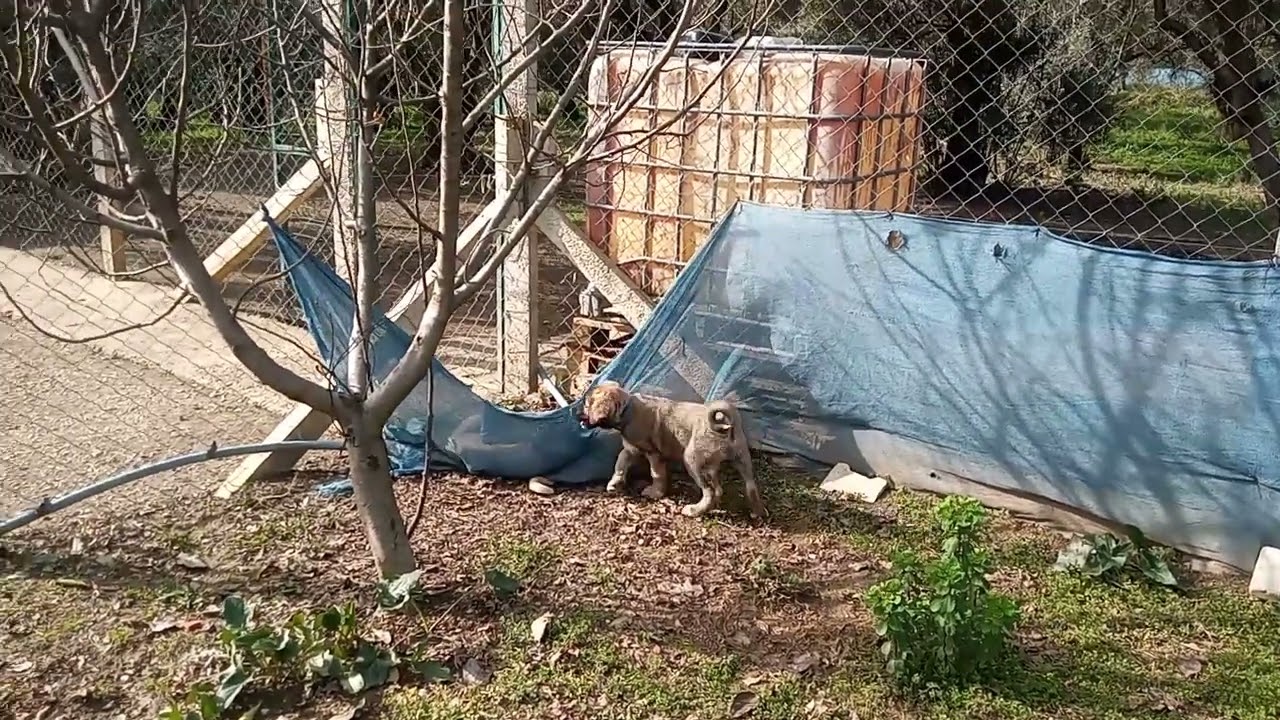 BEBE KARA LİDER OLACAK GİBİ