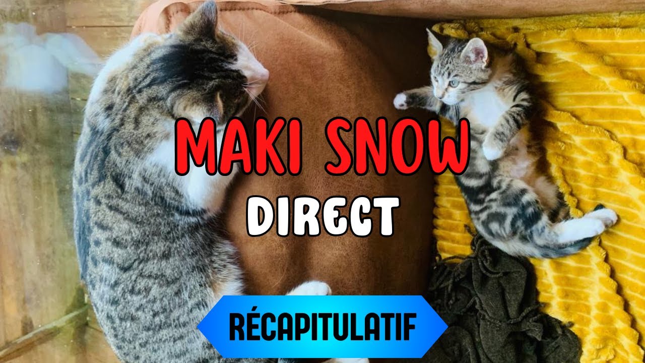 R capitulatif Des Vid o MAKI SNOW Du 30 01 2024 YouTube r-capitulatif-des-vid-o-maki-snow-du-30-01-2024-youtube