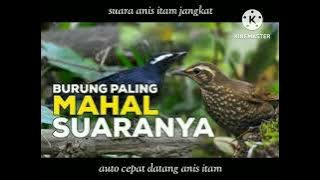 suara pikat burung anis hitam.