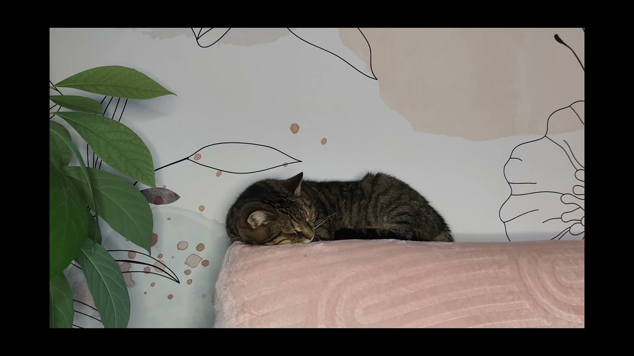 Cat Sleeping with purring - wallpaper screensaver calm & relax - 4K