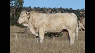 LOT 84 ANC V388