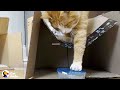 Cat Who Loves Tupperware More Than Anything Gets A Special Delivery | The Dodo Cat Crazy