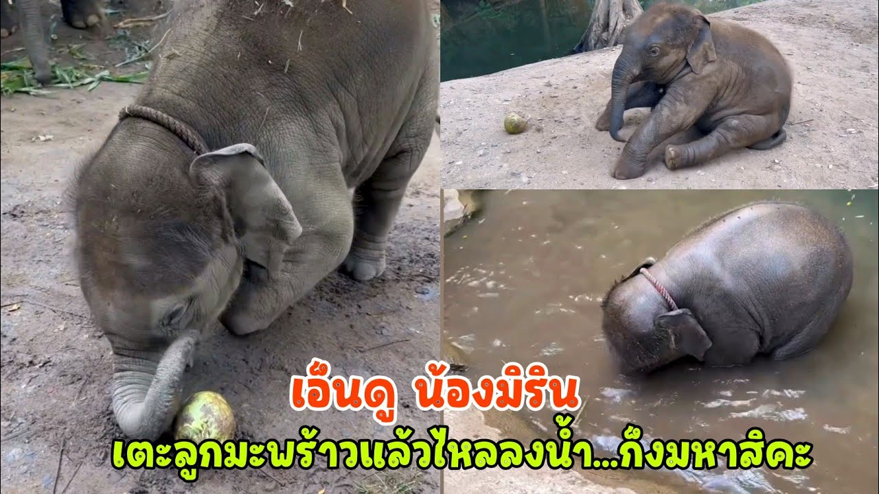 เสิร์ฟความน่ารักสดใส น้องมิริน ได้มะพร้าวสุดโปรดเตะเล่นเพลินจนไหลลงน้ำ เอ็นดูลงไปงมหาอย่างตั้งใจ