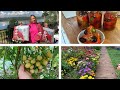 ЗАГОТОВКА ИЗ ПЕРЦА НА ЗИМУ-ВКУСНЕЕ ЧЕМ ЛЕЧО!!! ЛЮБИМЫЙ ВАСИЛЕК/ЗАГОТОВКИ НА ЗИМУ/МОЙ УРОЖАЙ И ЦВЕТЫ