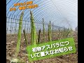 今年も大好評・初物アスパラについて大切なお知らせ【中富良野・寺坂農園・産地直送・春の味覚・美味しい・甘い】