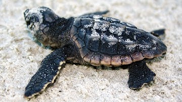 Rescued Loggerhead Sea Turtle Hatchlings Being Released in Naples
