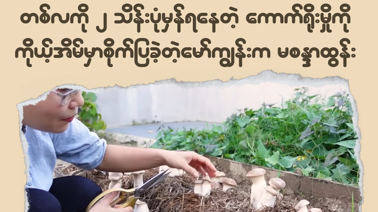 တစ်လကို ၂သိန်းပုံမှန်ရနေတဲ့ မှိုစိုက်နည်းပြခဲ့တဲ့ မော်ကျွန်းက မစန္ဒာထွန်း