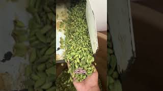 Cardamom Wholesale Market. From Farmers. #spices #mandi #masala #export #elaichi #business #market
