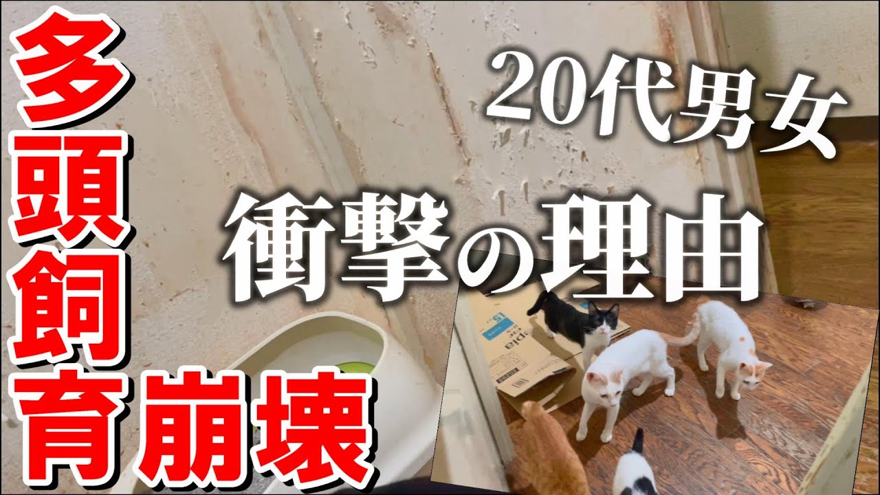 なぜ止められなかったのか？妊婦の猫2匹を含む23匹の多頭飼育崩壊：７４１