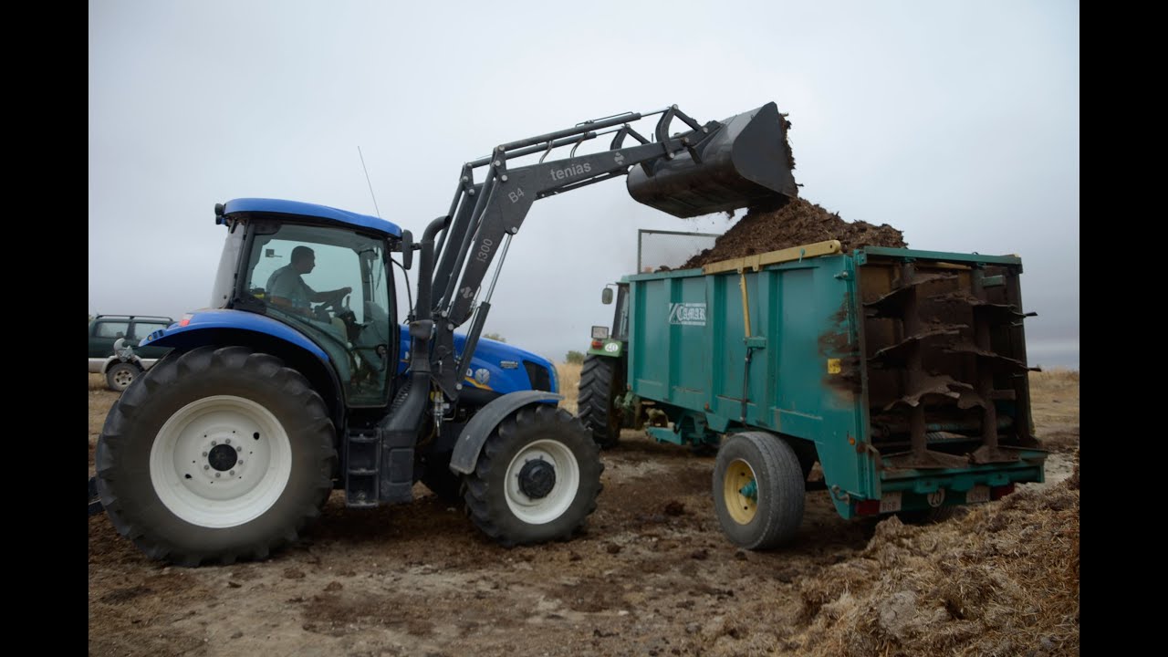 Esparcidor de estiercol Cámara & New Holland T6.165. Echando estiércol
