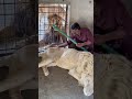 Affrican Lion Fully Wild White Lion Fully Tamed#lion #affrica #whitelion #shorts #Usama's Tigers