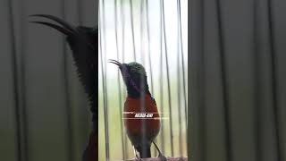 Konin Mewah Nembak Panjang kolibrininjaindonesia kolibrininja koningacorisian koninjuara