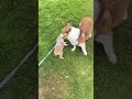 It's so cute to play on the grass but most importantly the pet leash keeps them safe.#pets #cute