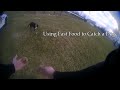 Officer Uses Fast Food to Catch a Dog