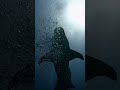 اغرب صوت علي وجه الأرض 