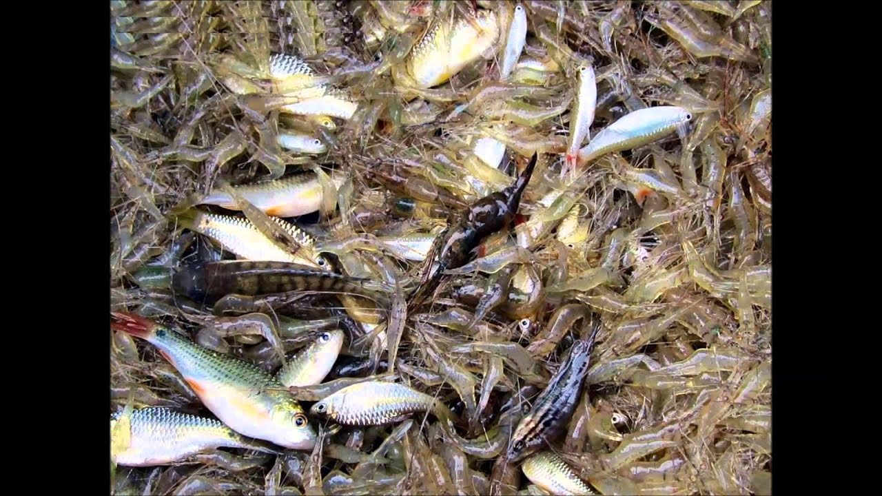 Laotian  human Rights Council .VOA Report Lao HRC meeting in Washington DC.