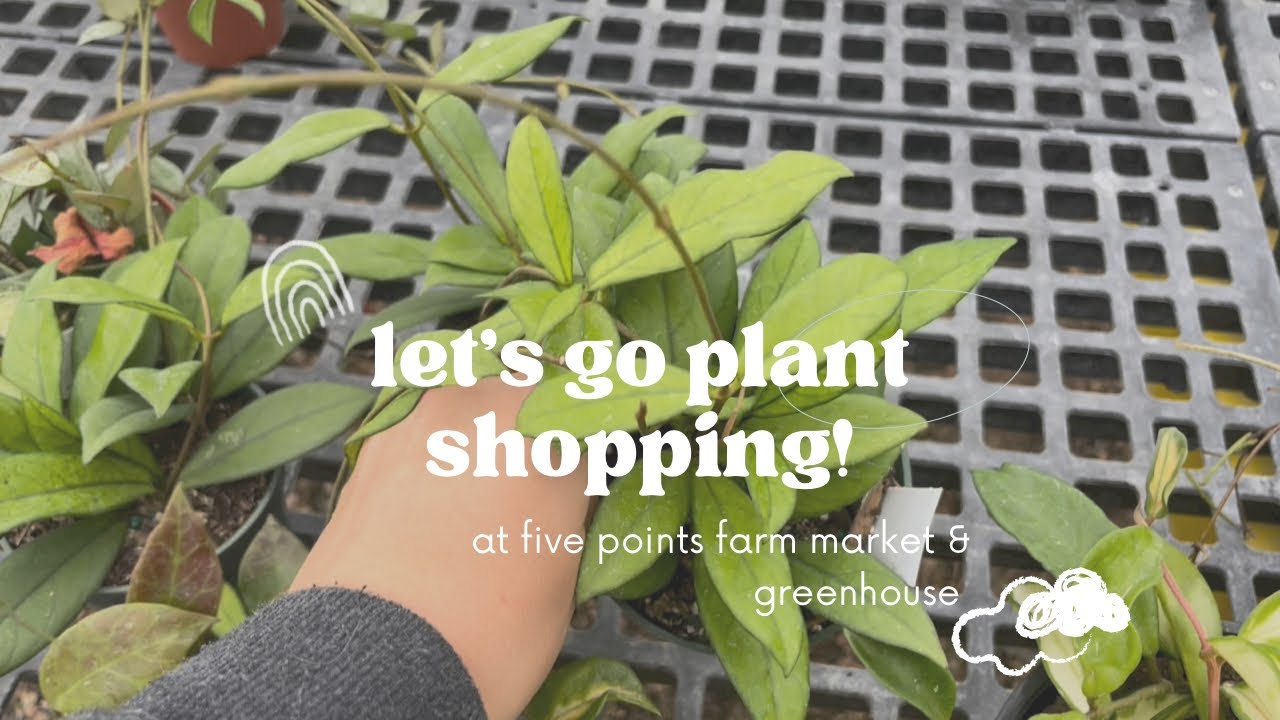 Plant Shopping at Five Points Farm Market & Greenhouse in York Springs, PA 🌱