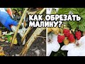 Узнайте как обрезать летнюю малину и что сделать после обрезки