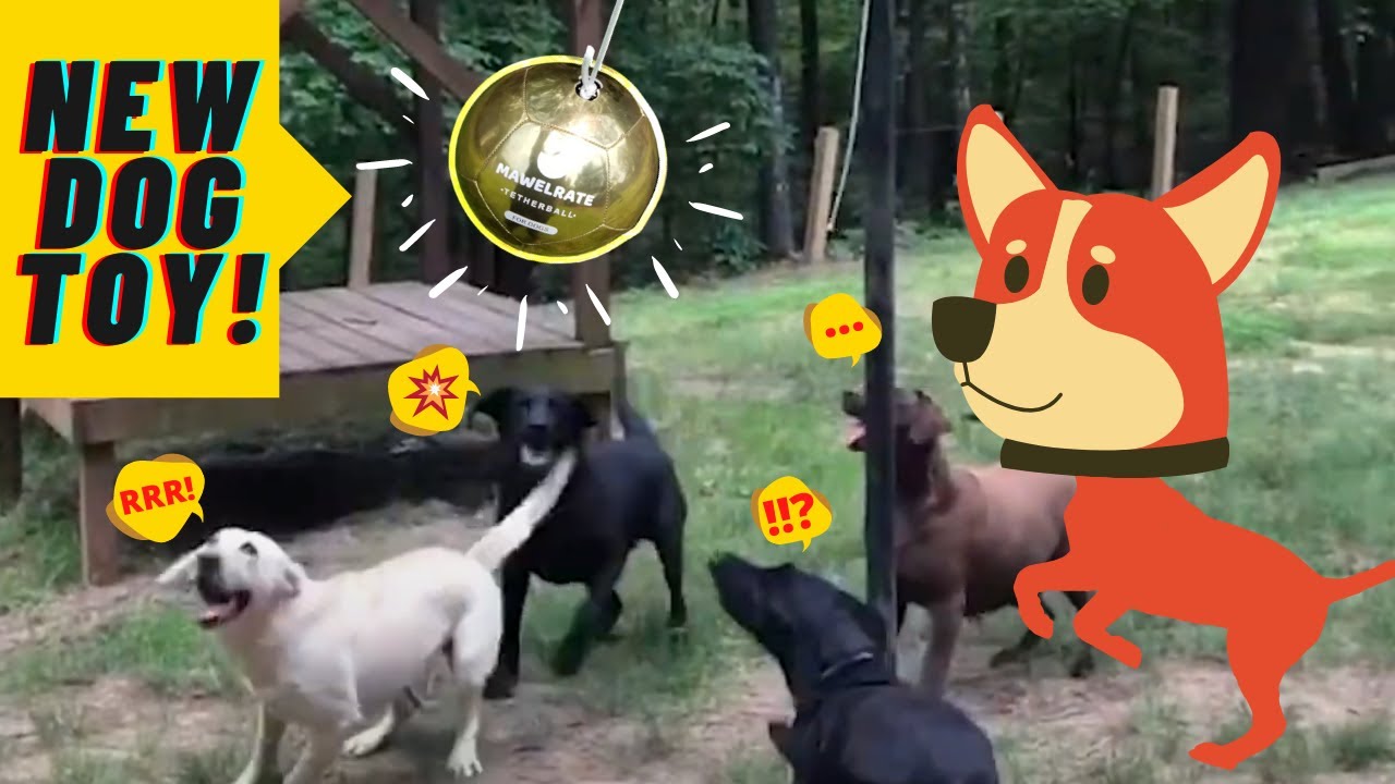 tetherball set for dogs
