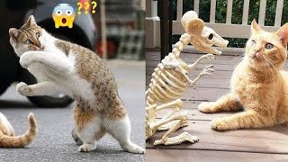 Kucing Berkelahi dan Mengeong - Keduanya Bersaudara Berdarah | Kucing ViralAd Viral Cat.2023