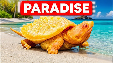 Building the Ultimate Snapping Turtle Paradise: DIY Tub Enclosure