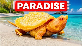 Building the Ultimate Snapping Turtle Paradise: DIY Tub Enclosure