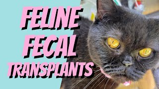 FECAL Transplants For CATS with IBD by Cat Breeding for Beginners 180 views 3 months ago 15 minutes