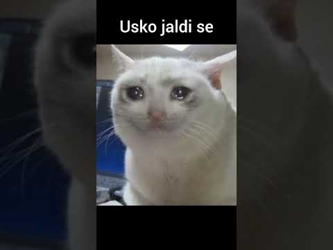 Abb kya karu 😢😢 #cat #tweettweet #catvideos #funny by cat_memes-PKM