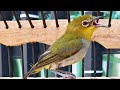 Suara Pleci Ngalas Ini Terbukti Ampuh Untuk Masteran Terapi Pancingan Pleci Bahan Agar Cepat Gacor Mp3 - Mp4 Download