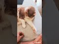 #cat #chatstory #gatosdomésticos #katze #katzenvideos #chatsdeyoutube #gatoshermosos #chatstory