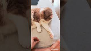 #cat #chatstory #gatosdomésticos #katze #katzenvideos #chatsdeyoutube #gatoshermosos #chatstory