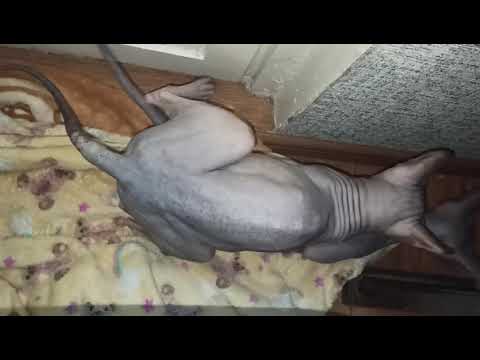 Sphynx mating. Донской сфинкс Стич вяжет Эбби. Cat love