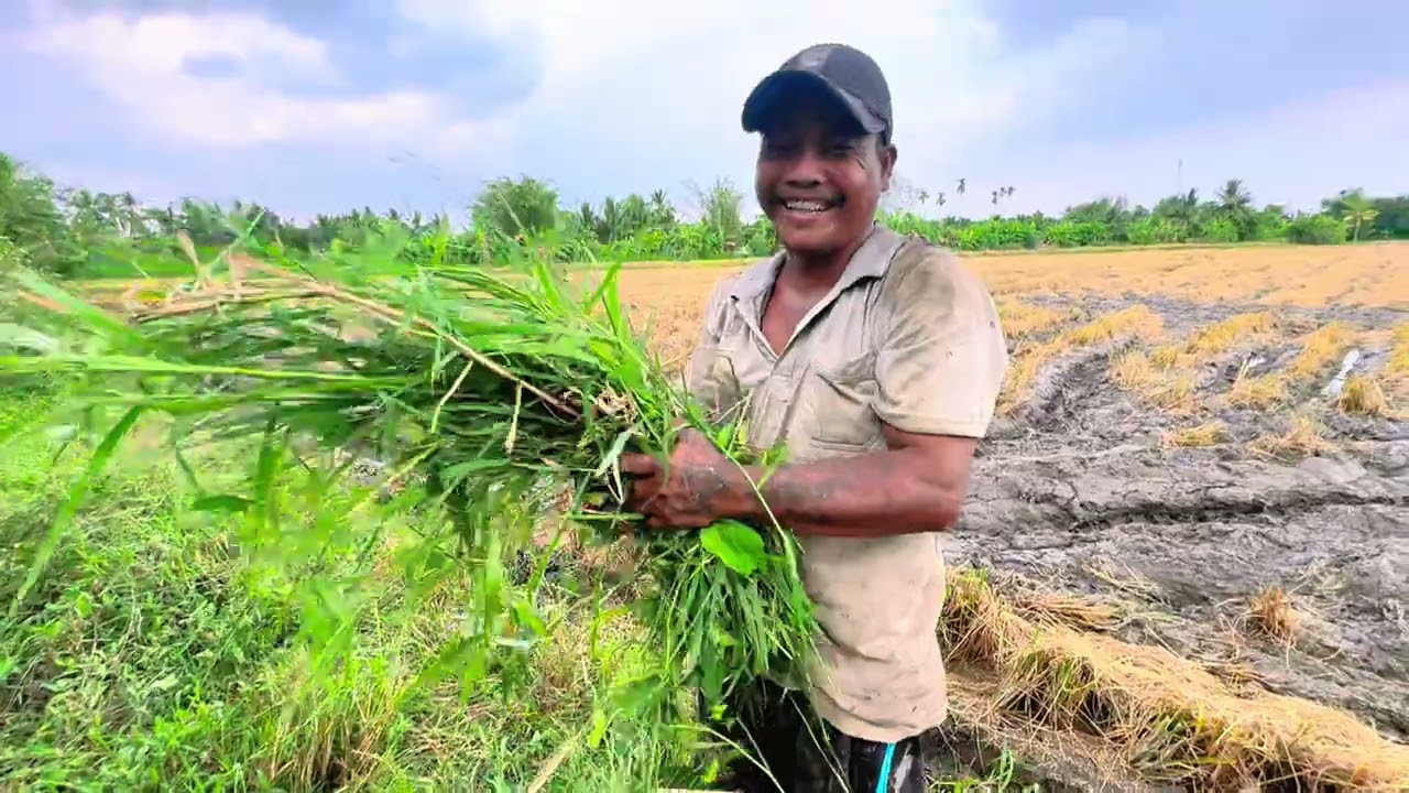Vợ chồng Xuân Thảo buồi chiều cắt cỏ trên đồng quê mùa gặt hái 