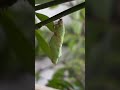Hi! I am a pupa #caterpillar #pupa #butterfly #video