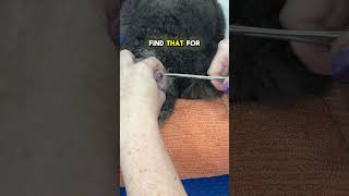 The ear plucking hack every groomer should know   #doggroomingcourse #grooming #dogs #groomingdog
