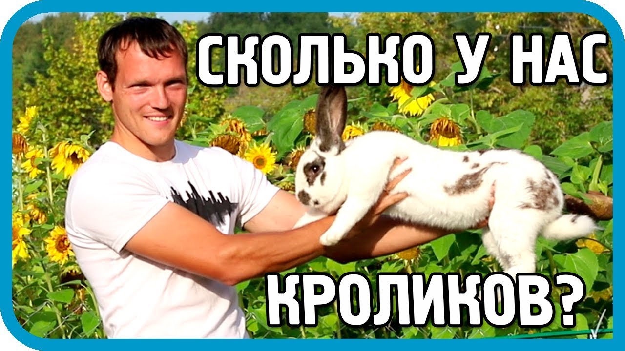 Сколько кроликов в хозяйстве 