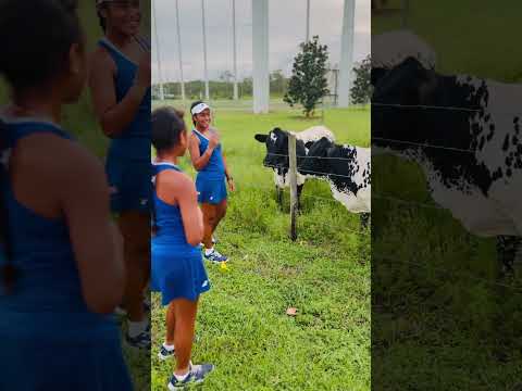 Inie Sia Stop To Have A Chat With The Cow Mooo