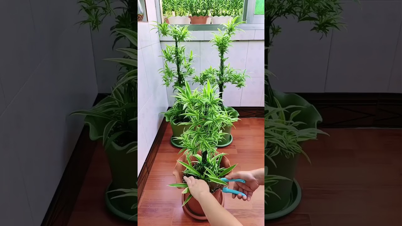 Spider plants are easy to grow, hardy, and beautiful; their vines can also be styled into attractive