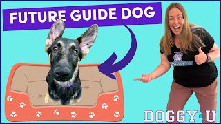 Training 'Go to Place' with a German Shepherd Service Dog Puppy: The Trainer's Cut! (shaping)