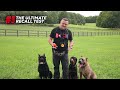 Teach Your Dog to COME to you EVERYTIME! Perfect Recall Training